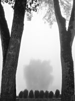 Marie Jo Masse - Arbres dans la brume